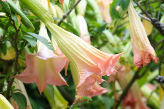 Brugmansia bieluń drzewiasty szkodliwy dla psa