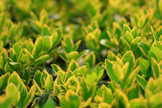 Euonymust trzmielina pospolita