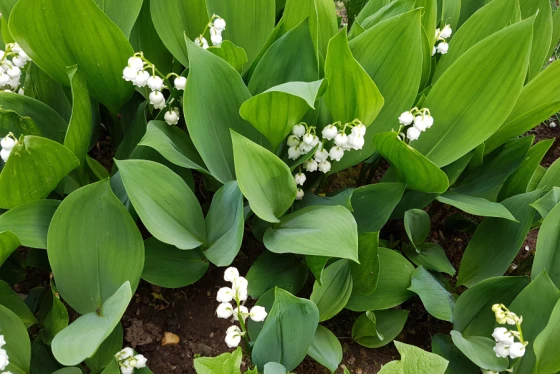 Convallaria majalis (konwalia)