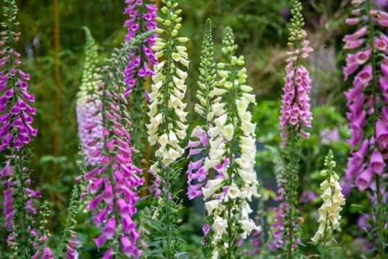 Digitalis purpurea (naparstnica) szkodliwa i niebezpieczna dla psa