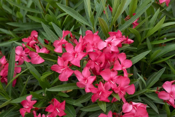 Nerium (oleander)