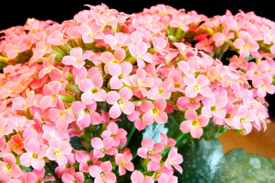 Kalanchoe szkodliwa dla psa
