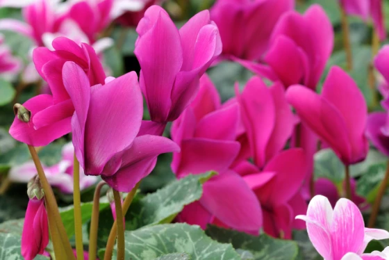 Cyclamen cyklamen szkodliwa dla psa