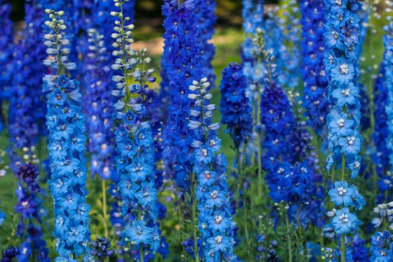 Delphinium ostróżka szkodliwa dla psa