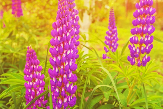 Lupinus łubin szkodliwy dla psa