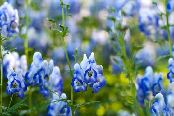 Aconitum (tojad) szkodliwy dla psa