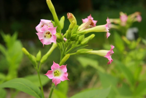 Nicotiana tytoń szkodliwy dla psów
