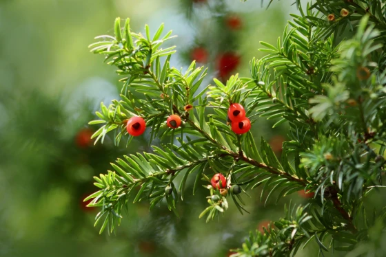 Taxus cis szkodliwy dla psa